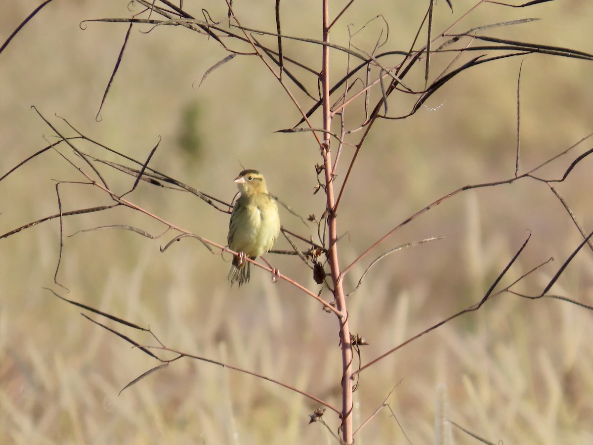 Tordo Charlatán - ML645688855