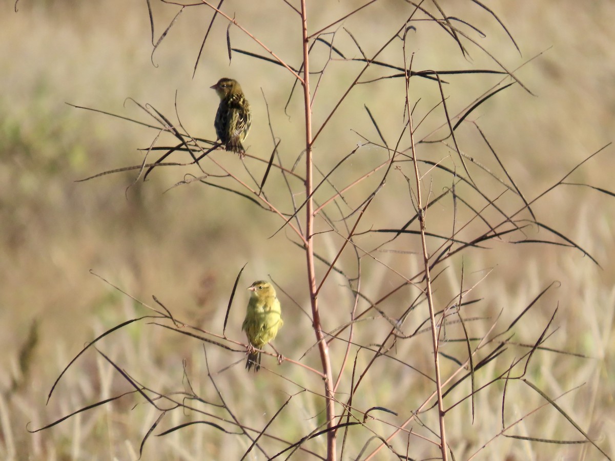 Tordo Charlatán - ML645688856