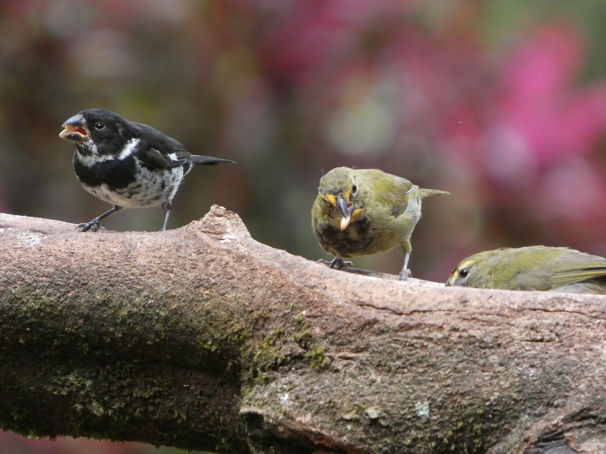 Variable Seedeater - ML645688864