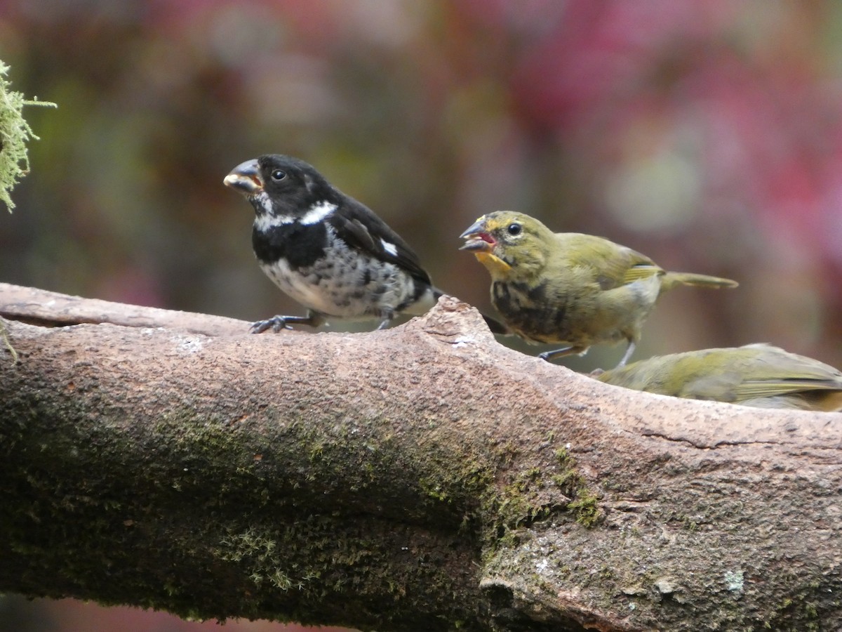 Yellow-faced Grassquit - ML645688874