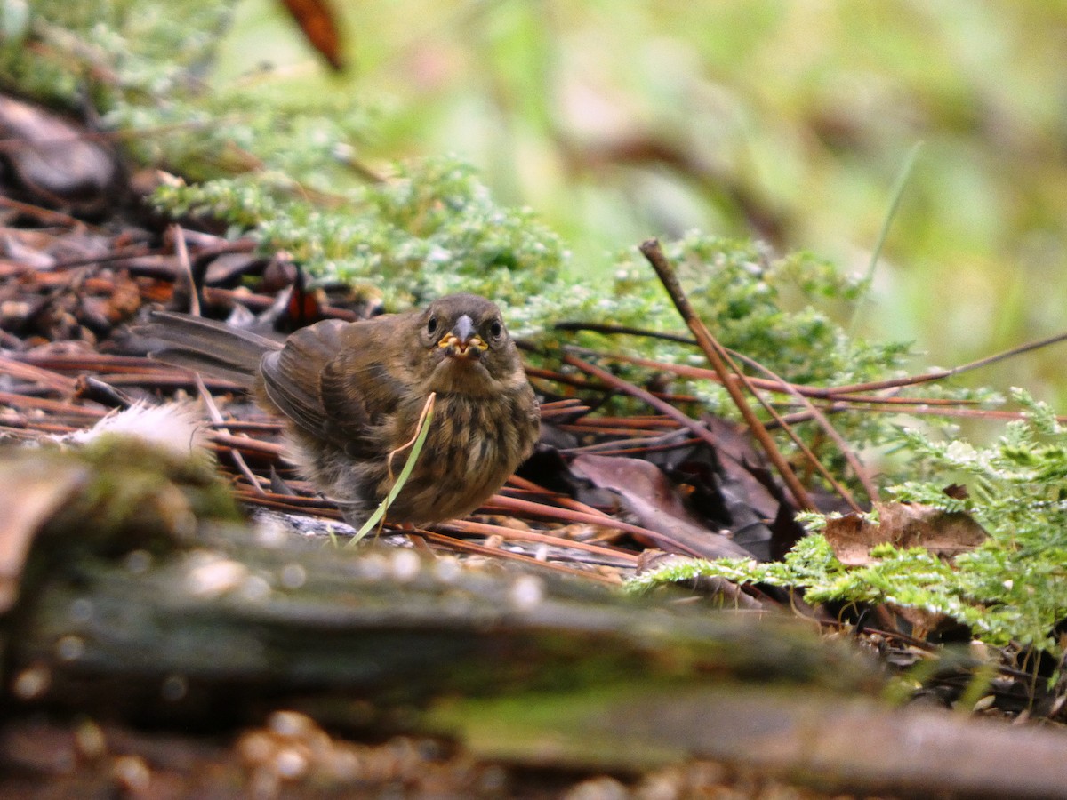 Variable Seedeater - ML645688887