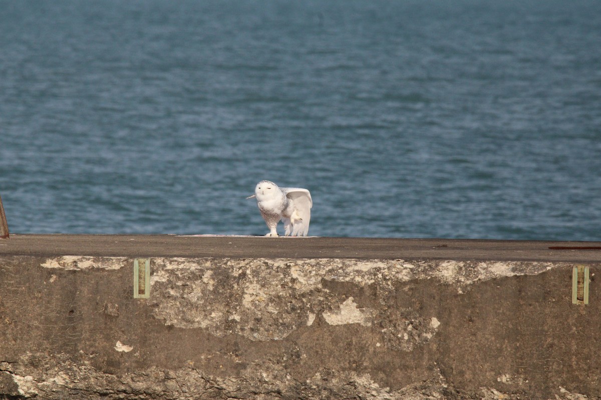 Snowy Owl - ML645688893