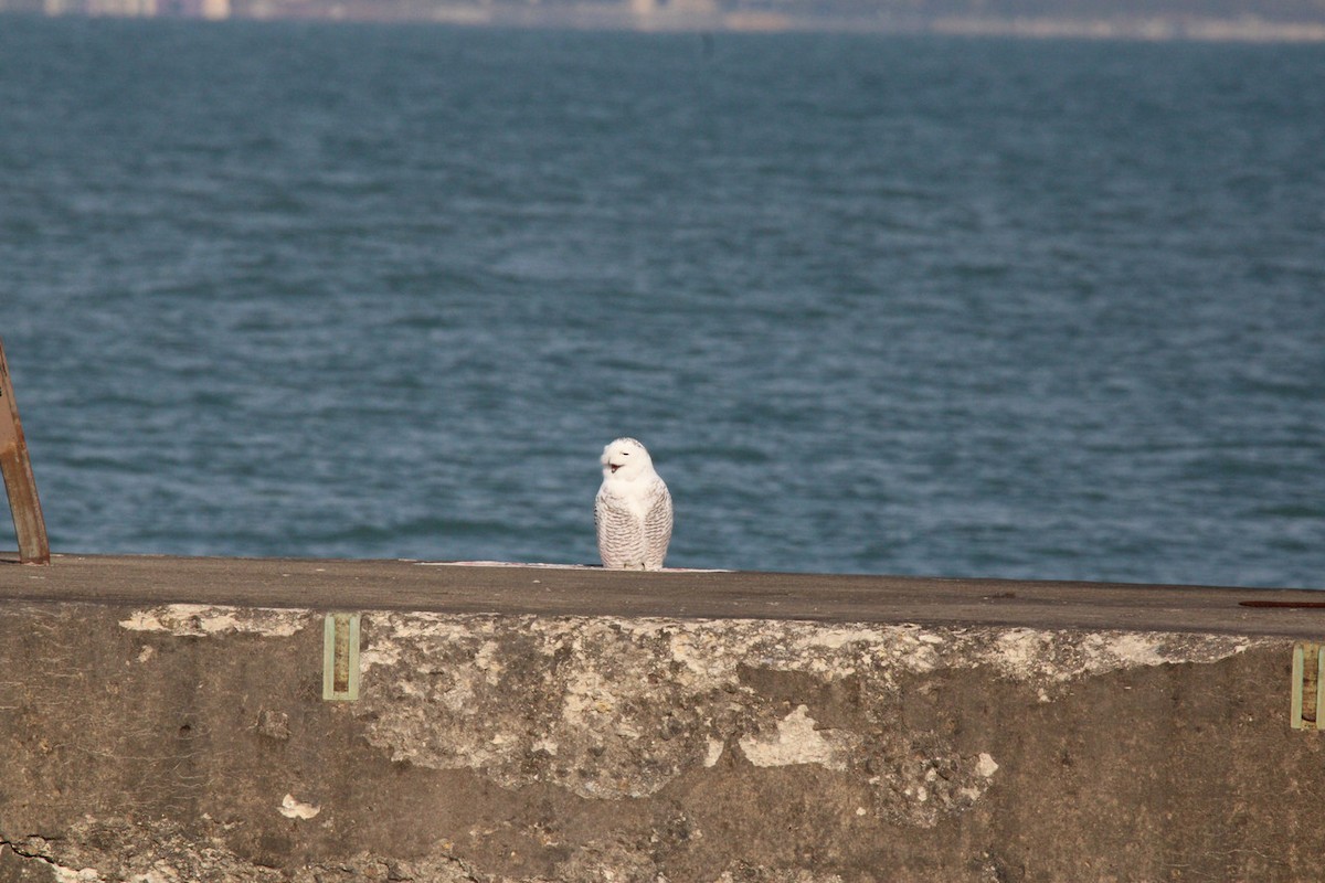 Snowy Owl - ML645688894