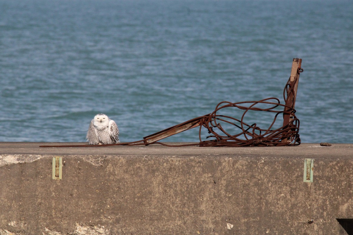 Snowy Owl - ML645688895