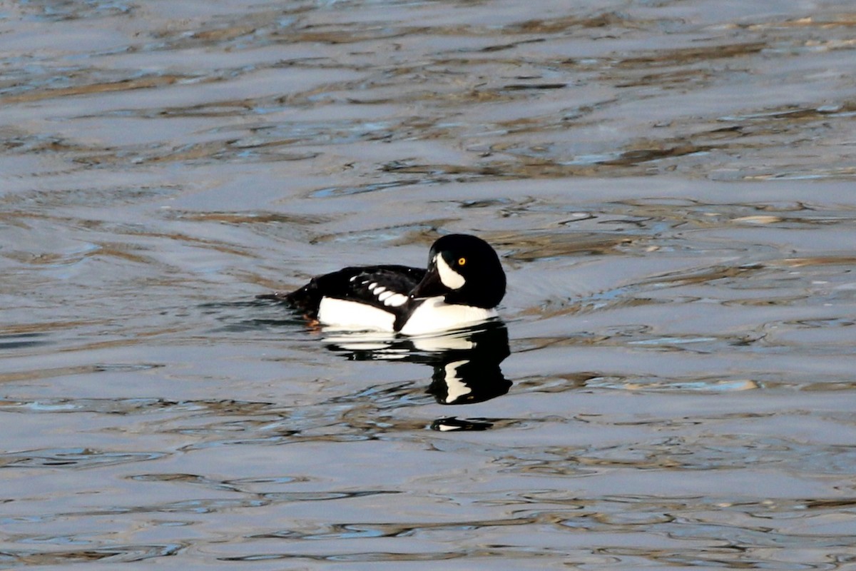 キタホオジロガモ - ML645688909