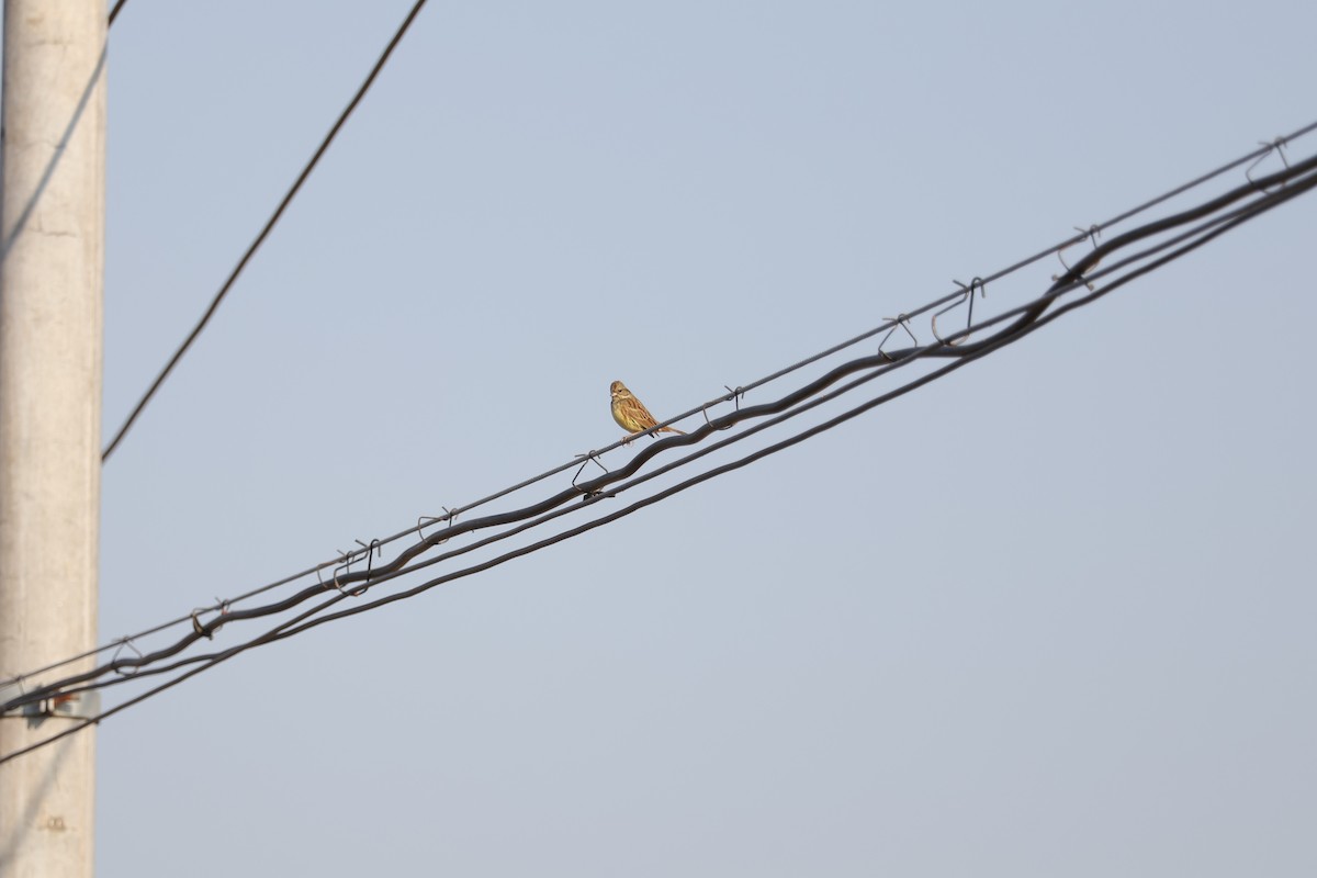 Black-faced Bunting - ML645688910