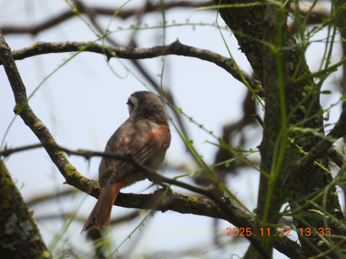 Stripe-crowned Spinetail - ML645688912