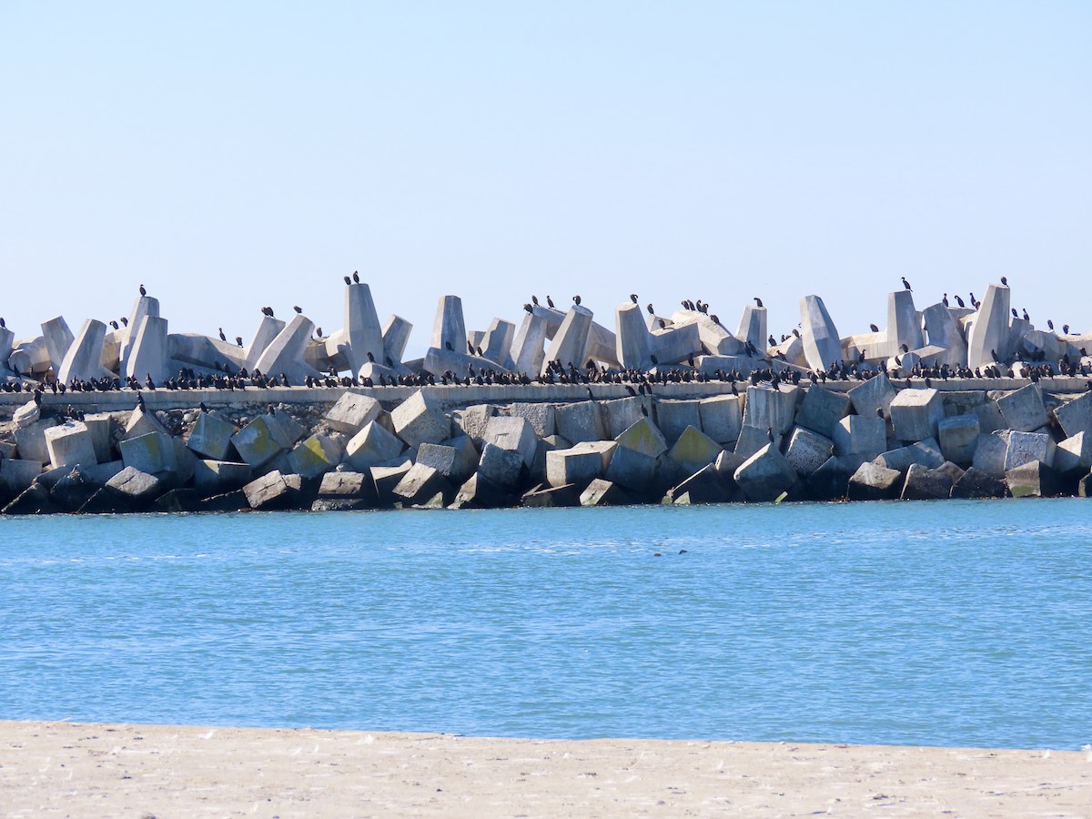 Cape Cormorant - ML645688917