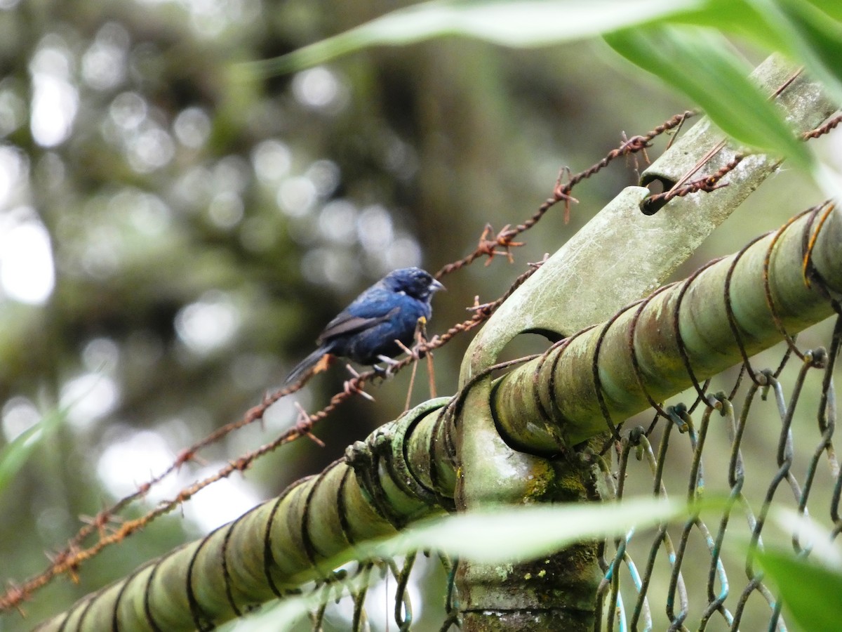 Blue-black Grassquit - ML645688920