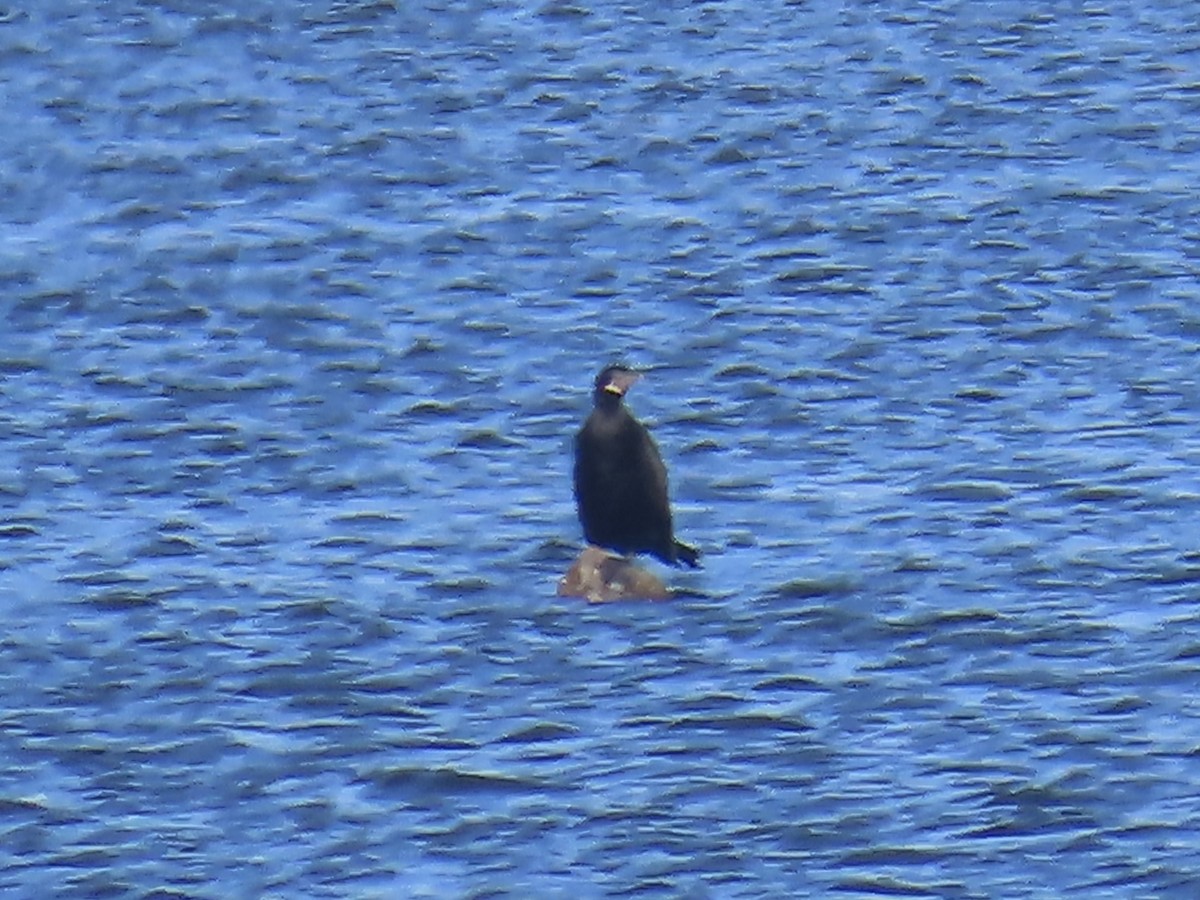 Neotropic Cormorant - ML645688923