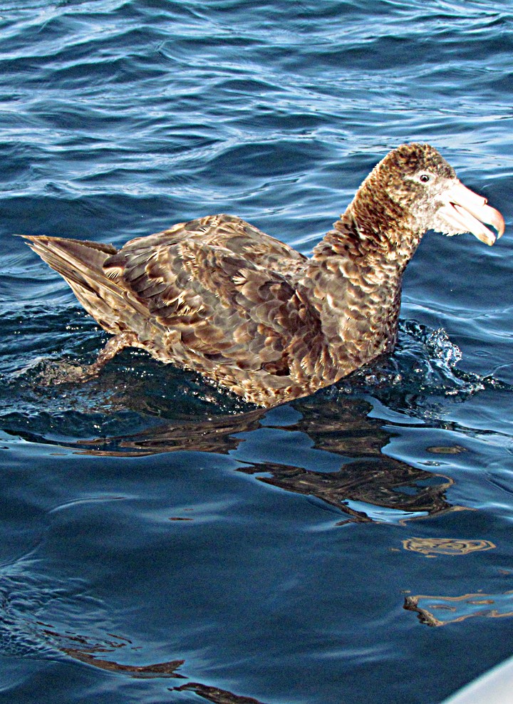 Northern Giant-Petrel - ML645688924