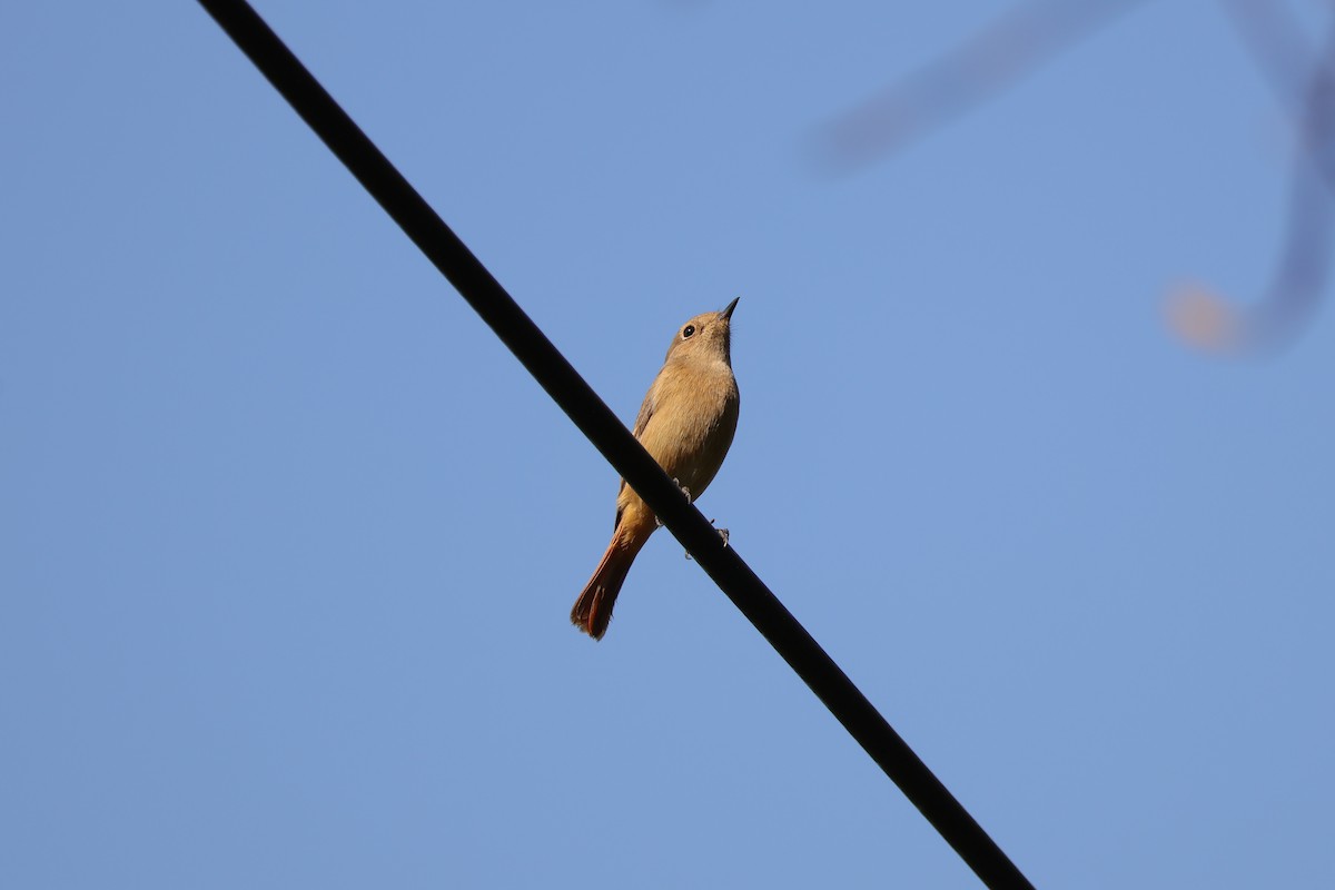 Daurian Redstart - ML645688925