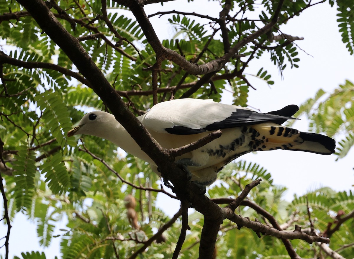 Torresian Imperial-Pigeon - ML645688926