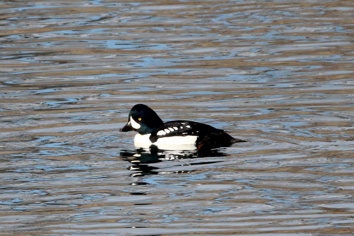 Barrow's Goldeneye - ML645688928