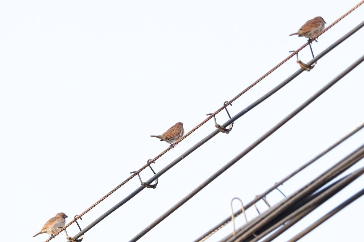 Scaly-breasted Munia (Scaled) - ML645688930