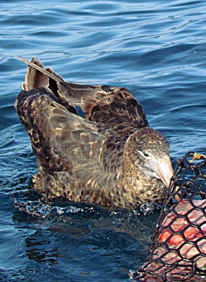 Northern Giant-Petrel - ML645688931