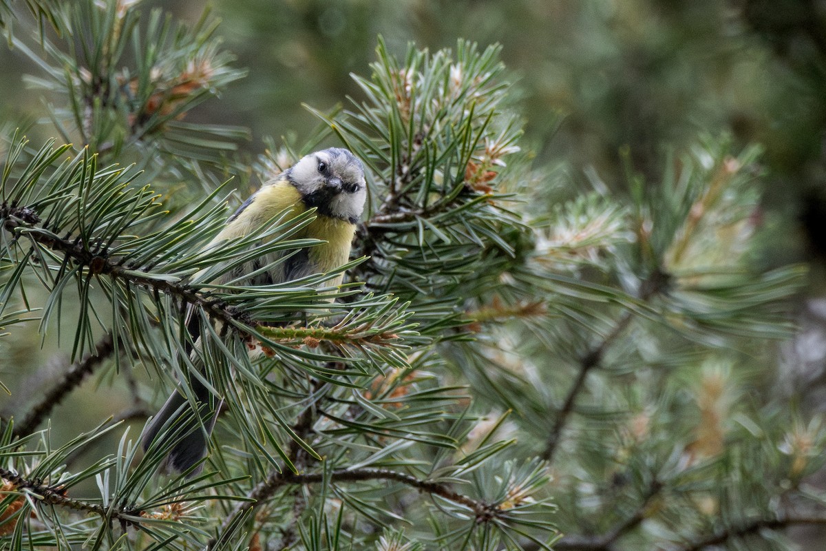 Eurasian Blue Tit - ML645688939