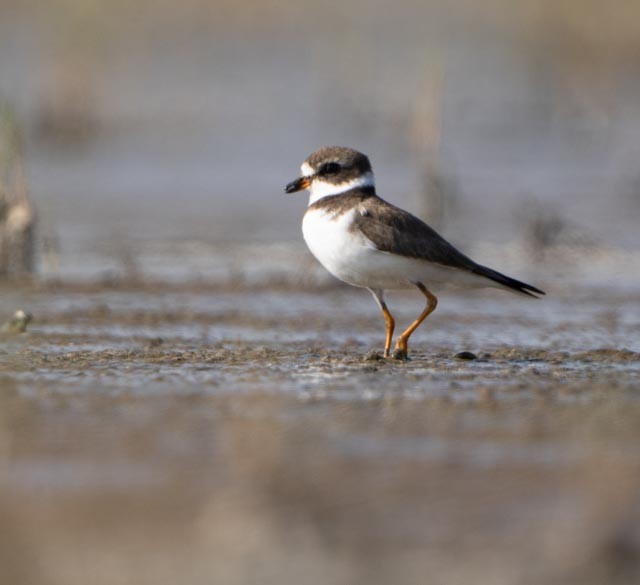 Semipalmated Plover - ML645688940