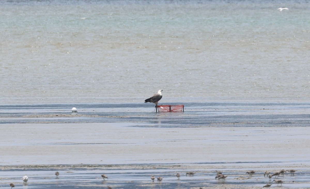 White-bellied Sea-Eagle - ML645688941