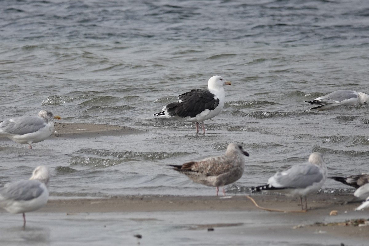 Great Black-backed Gull - ML645688942