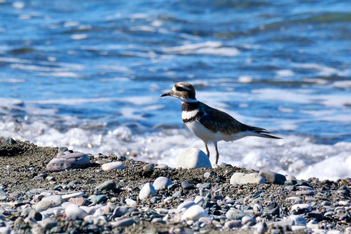 Killdeer - ML645688943