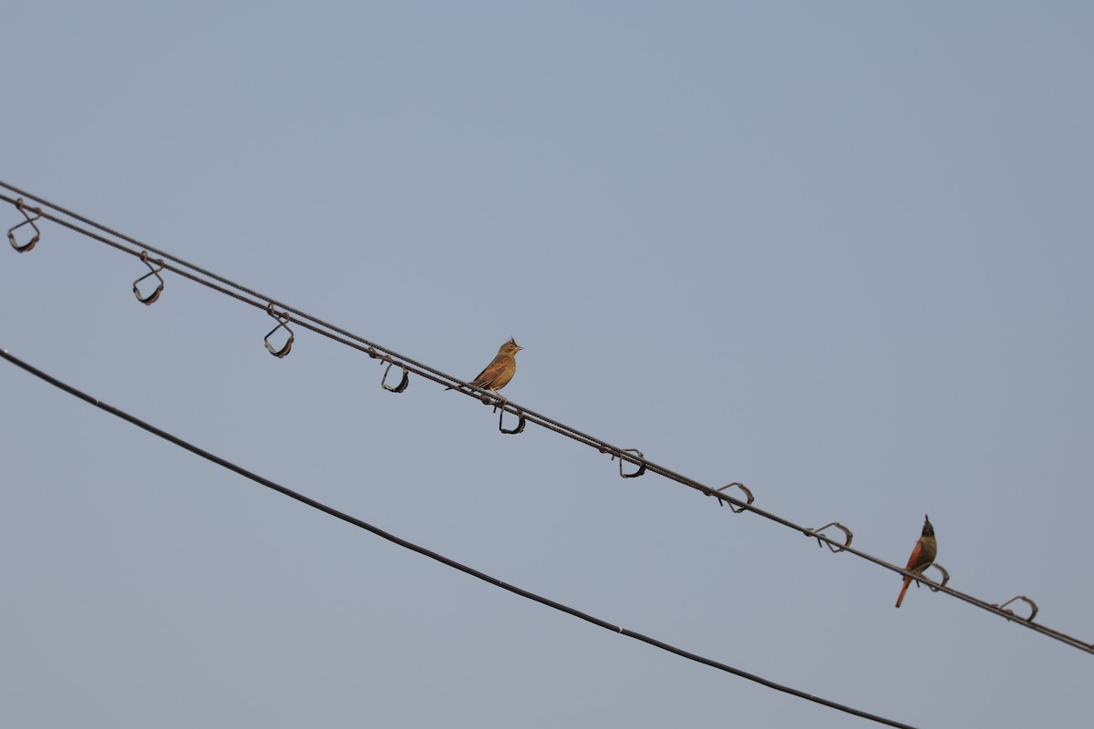 Crested Bunting - ML645688944