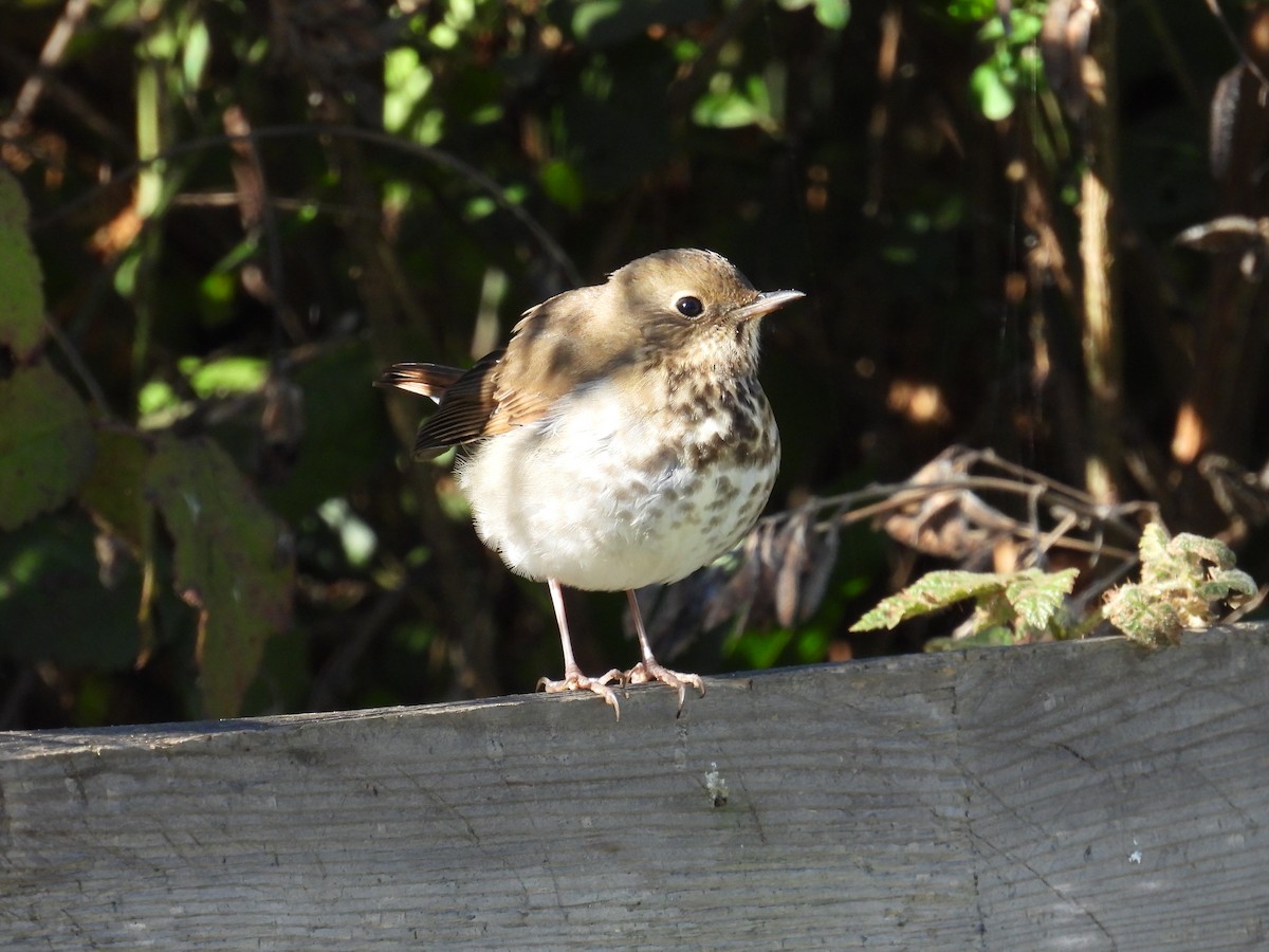 Hermit Thrush - ML645688945