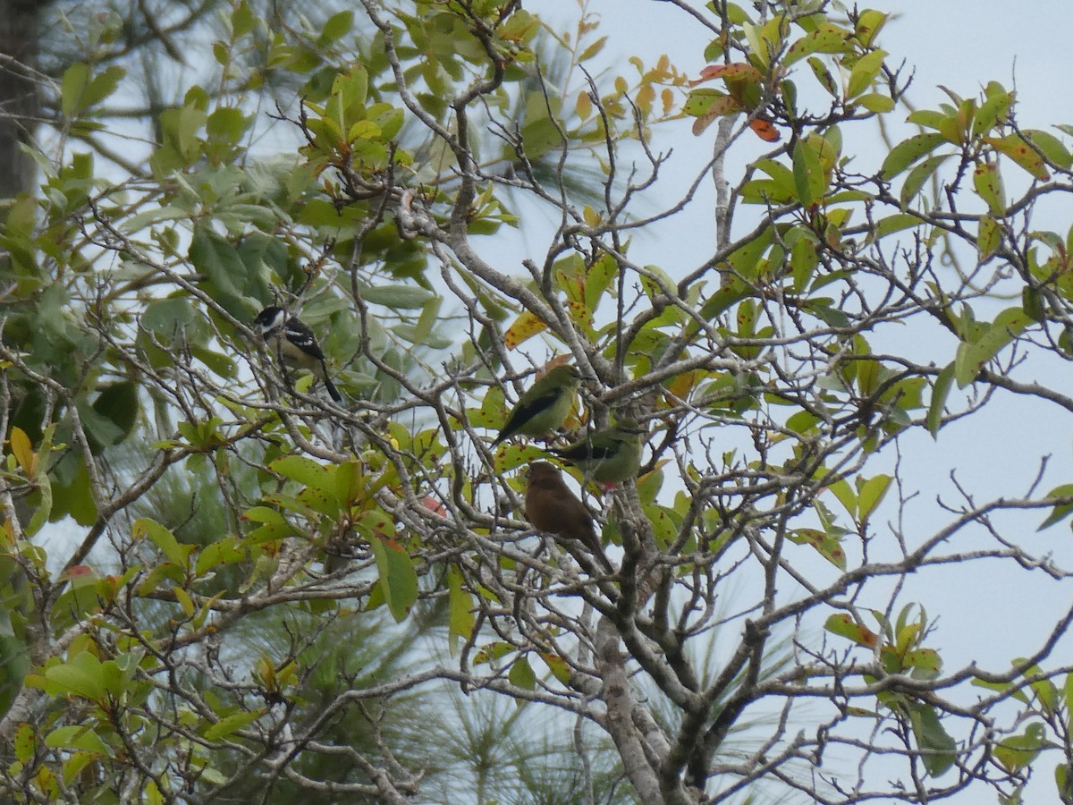 Red-legged Honeycreeper - ML645688946