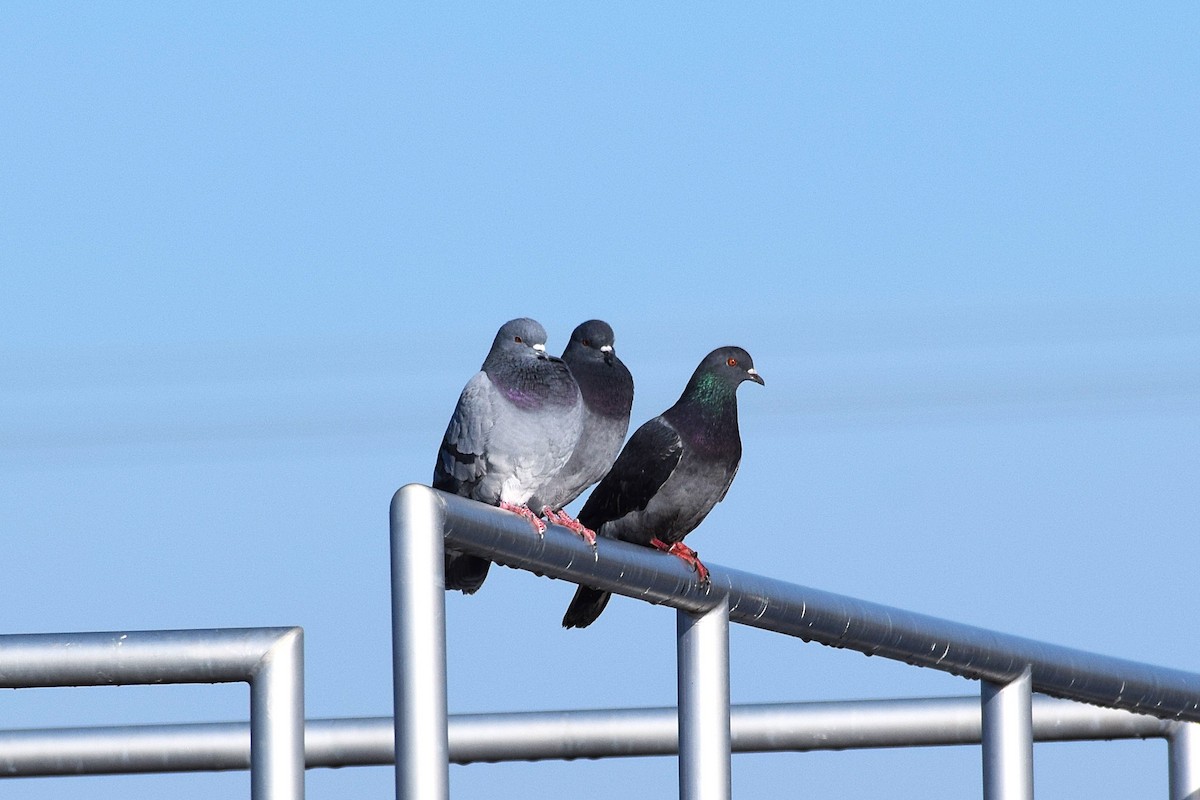 Rock Pigeon (Feral Pigeon) - ML645688947