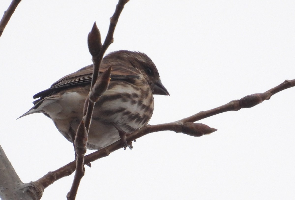 Purple Finch - ML645688948