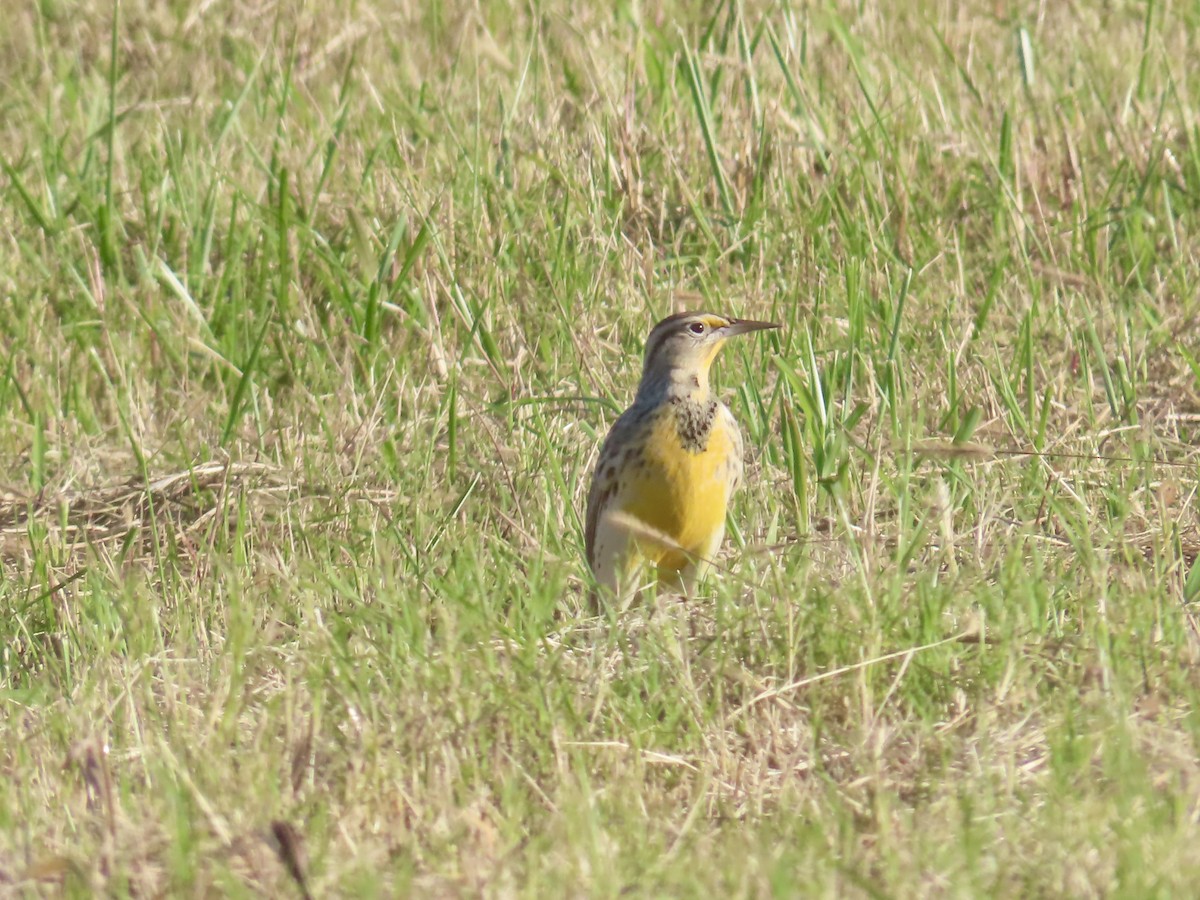 Western Meadowlark - ML645688949