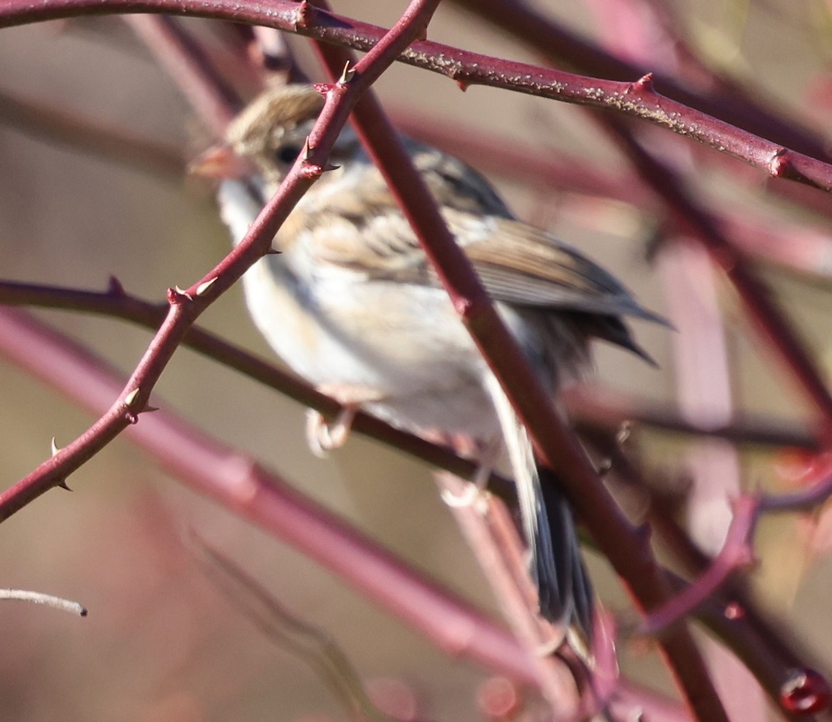 Field Sparrow - ML645688951