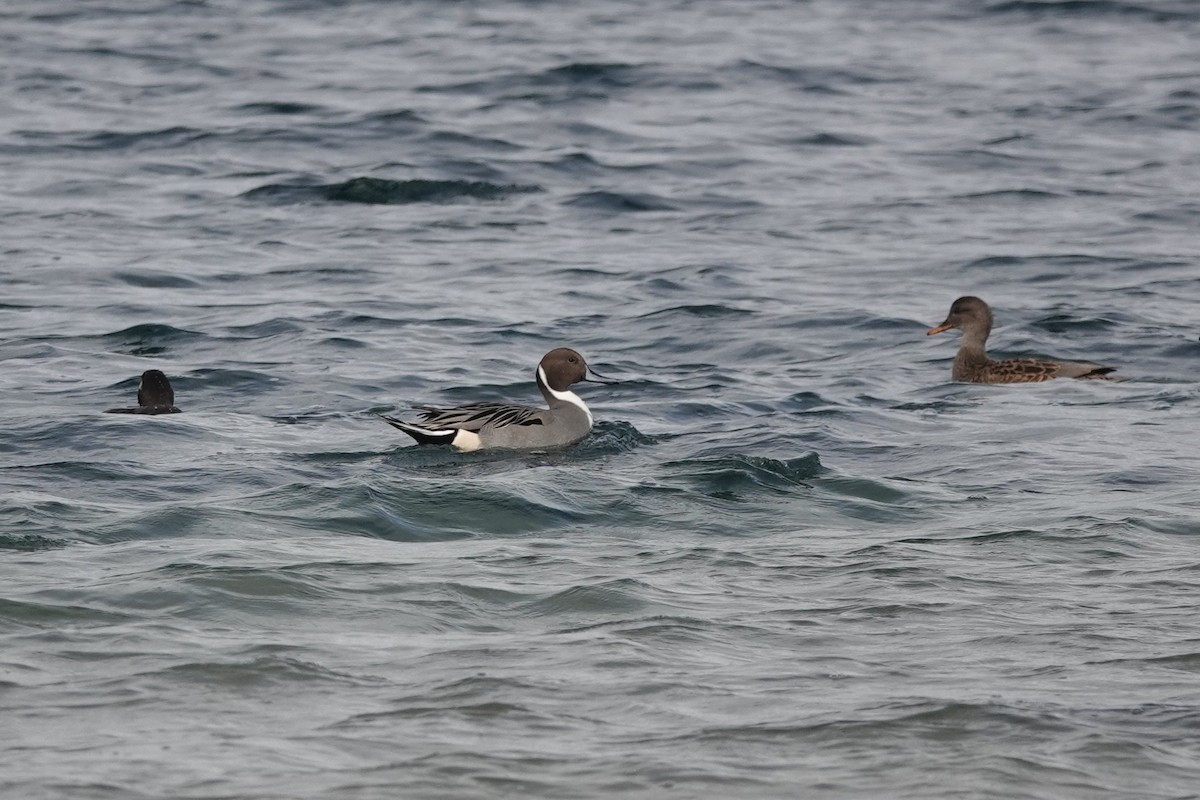 Northern Pintail - ML645688952