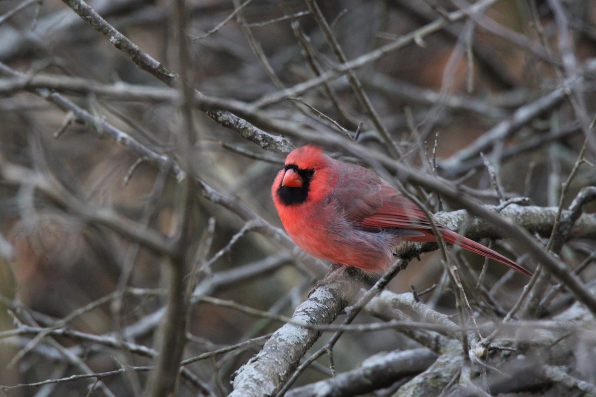 Northern Cardinal - ML645688953