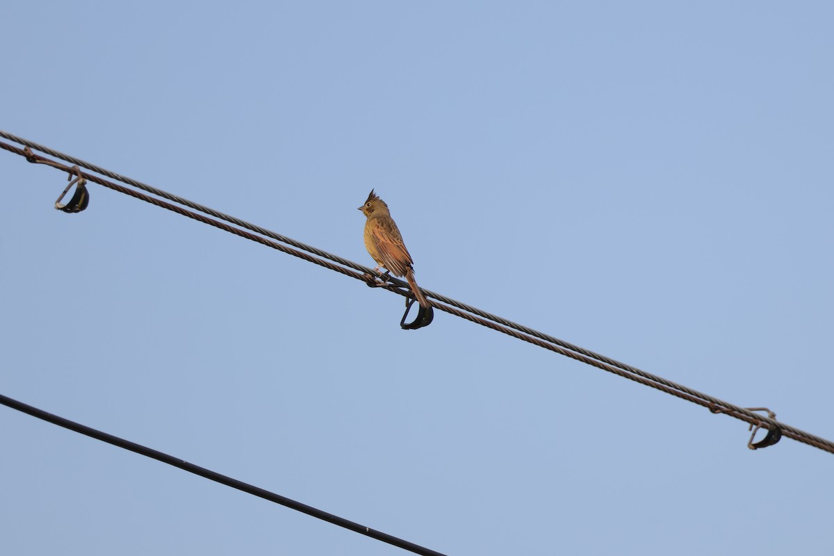Crested Bunting - ML645688959
