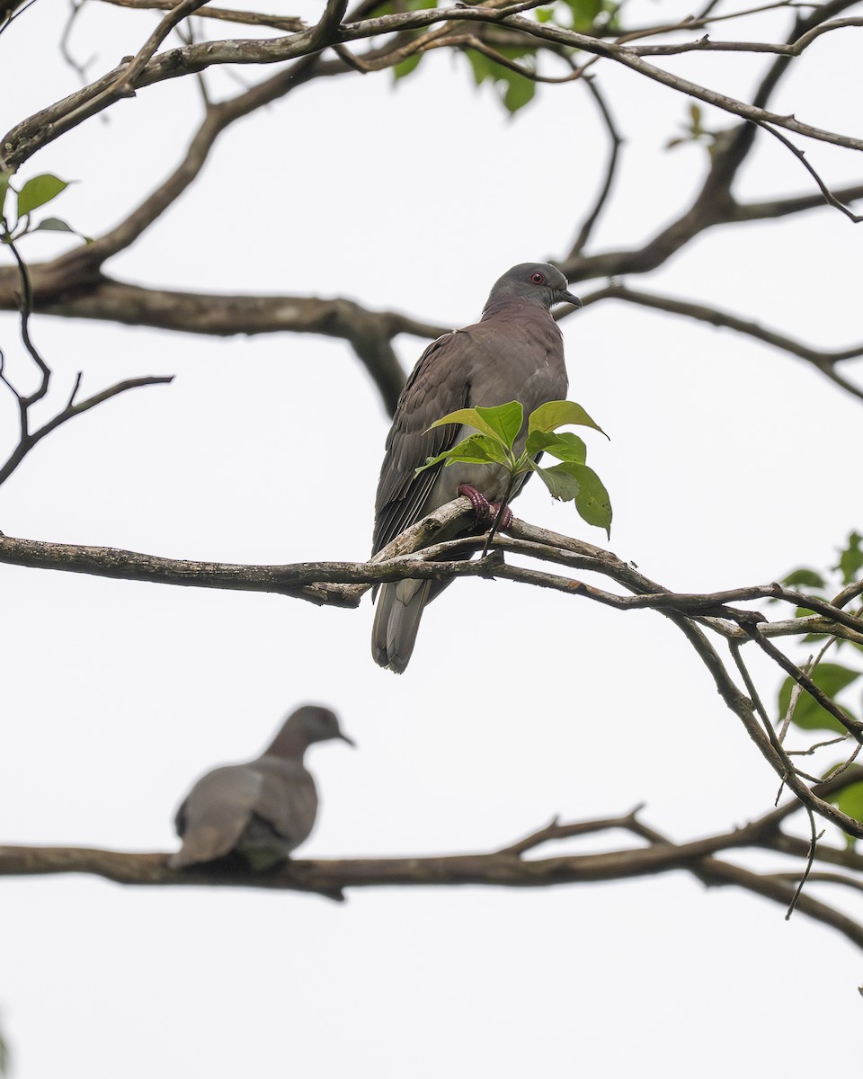 Paloma Colorada - ML645688964