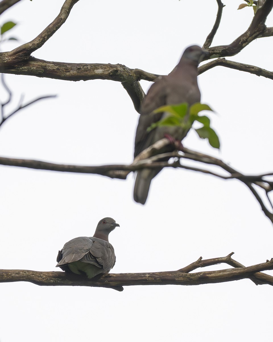 Paloma Colorada - ML645688965