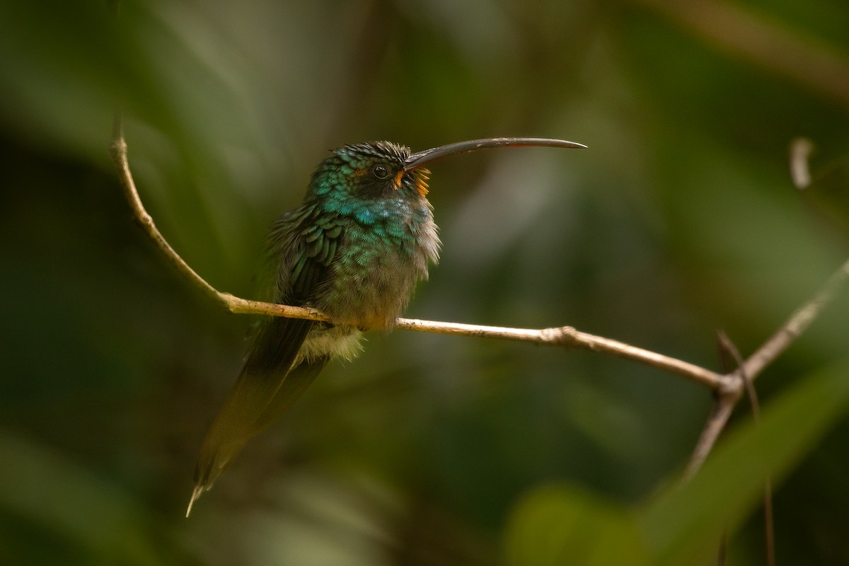 Green Hermit - ML645688966