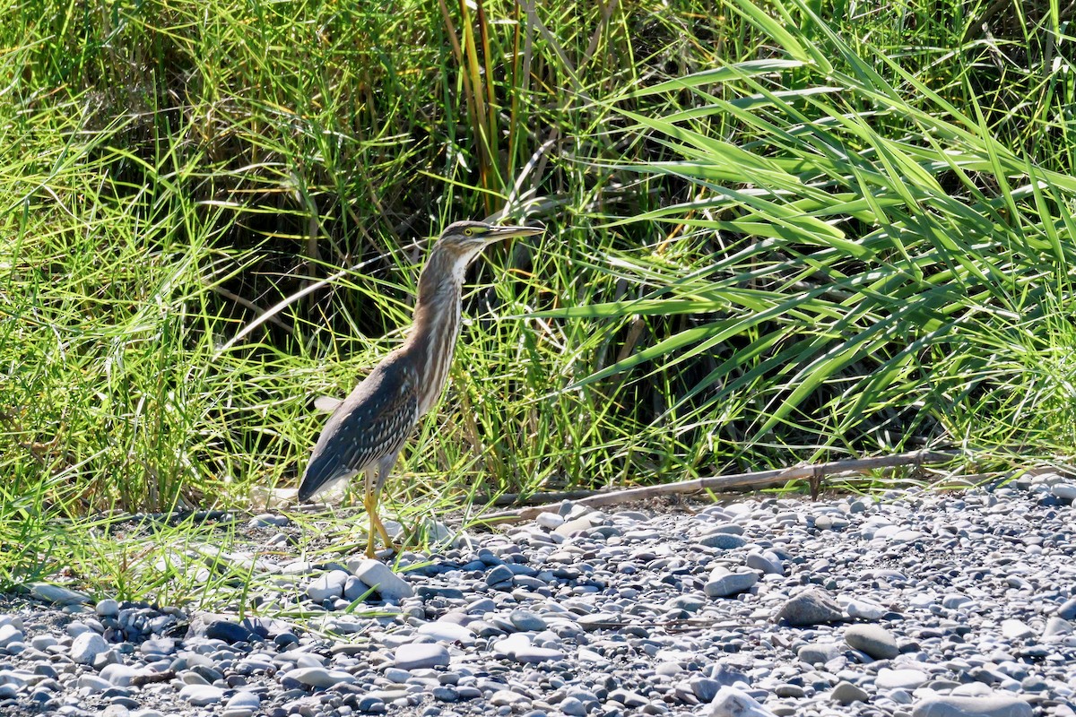 Green Heron - ML645688974