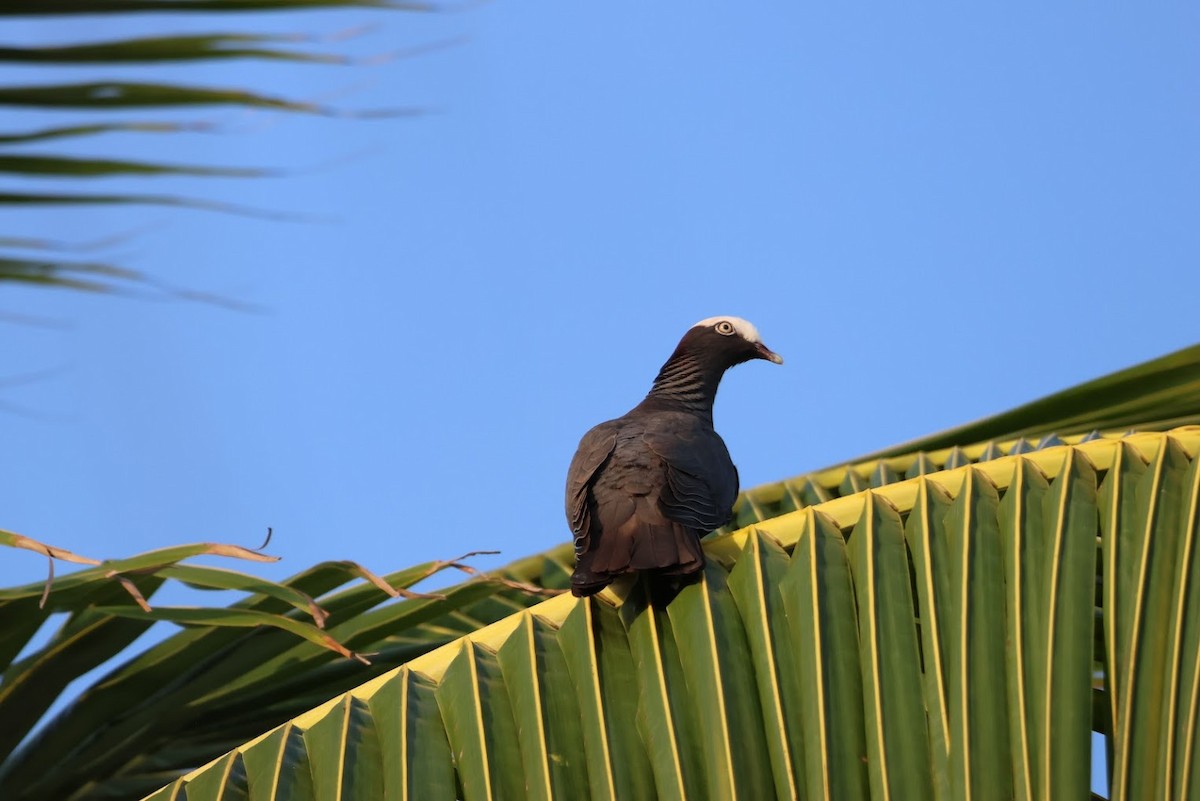 White-crowned Pigeon - ML645688975