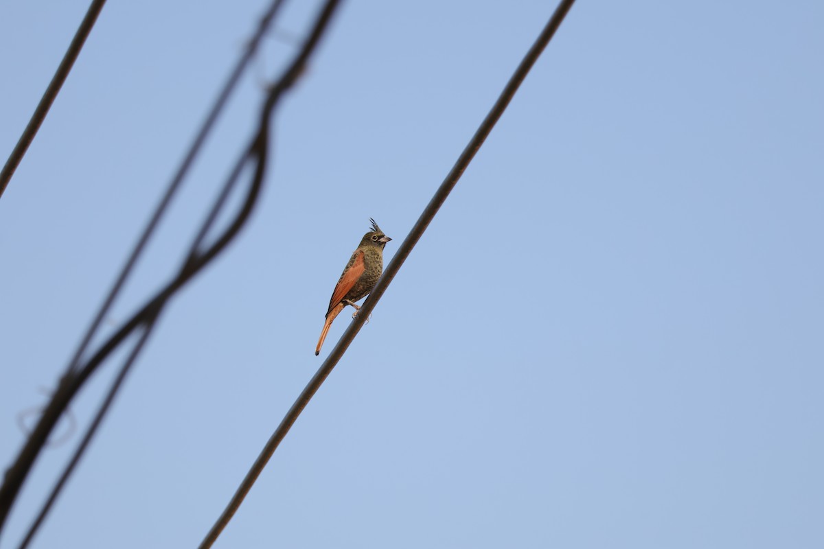 Crested Bunting - ML645688980