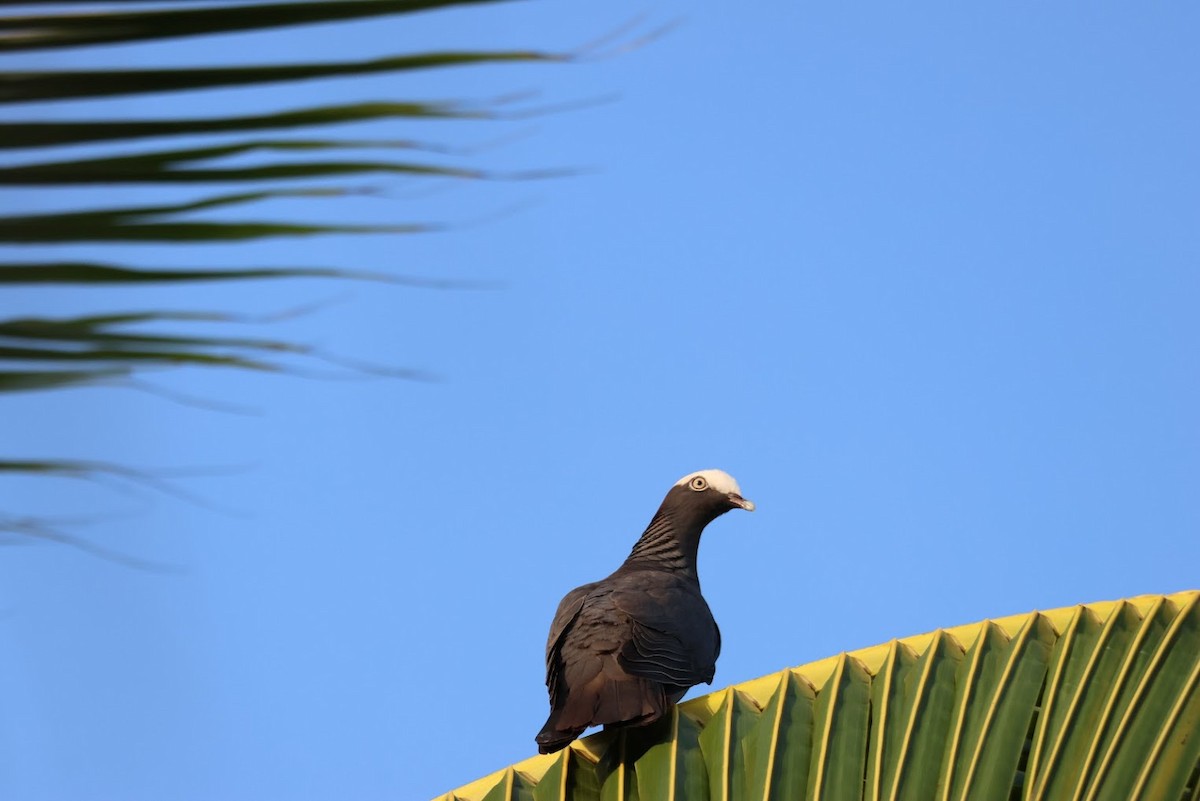 White-crowned Pigeon - ML645688984