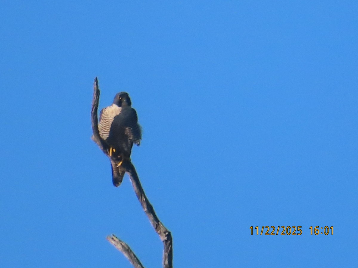 遊隼 - ML645688985