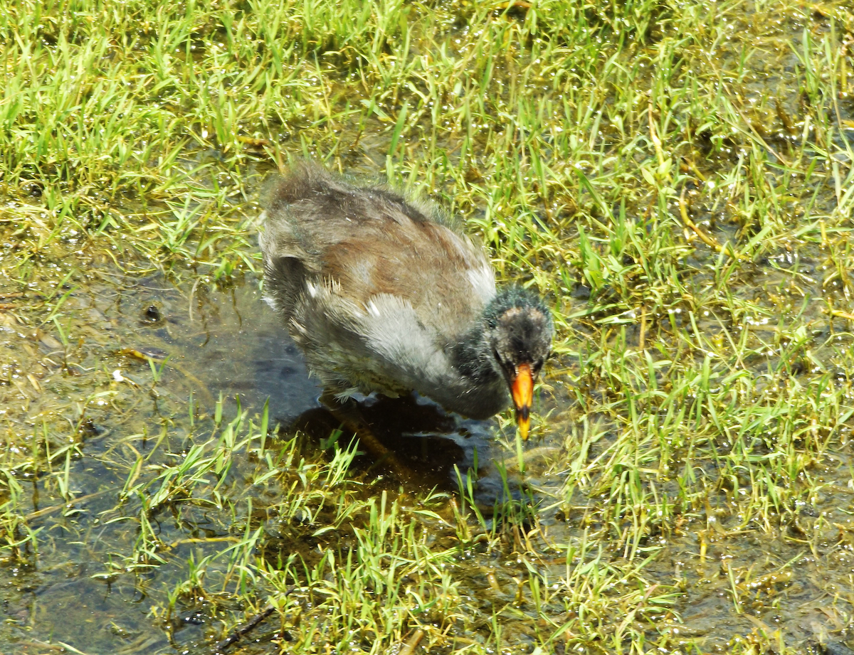 Gallinule d'Amérique - ML645688986