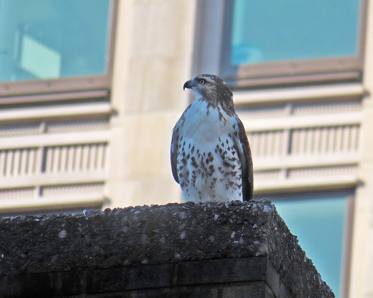 Red-tailed Hawk - ML645688988