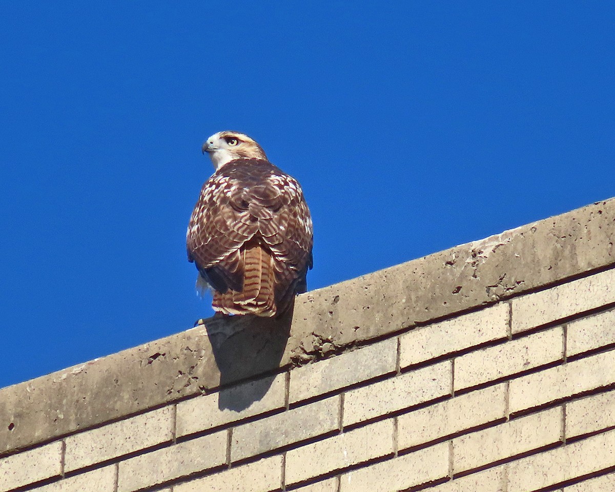 Red-tailed Hawk - ML645688989
