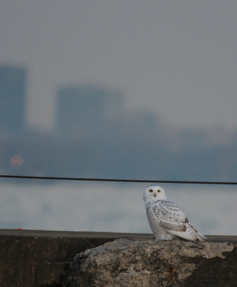 Snowy Owl - ML645688993