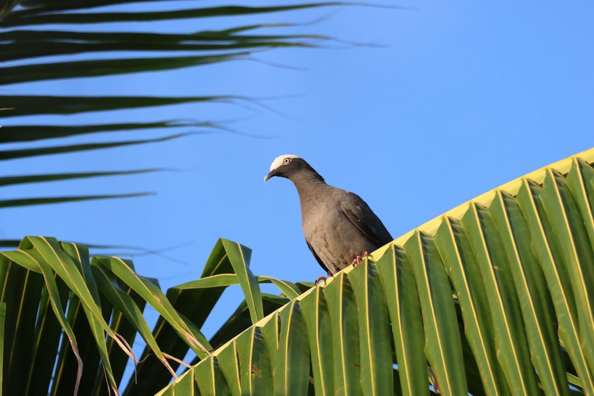 White-crowned Pigeon - ML645688994