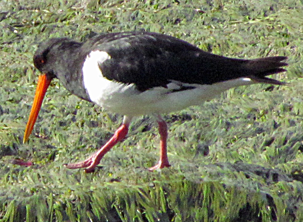 South Island Oystercatcher - ML645688996