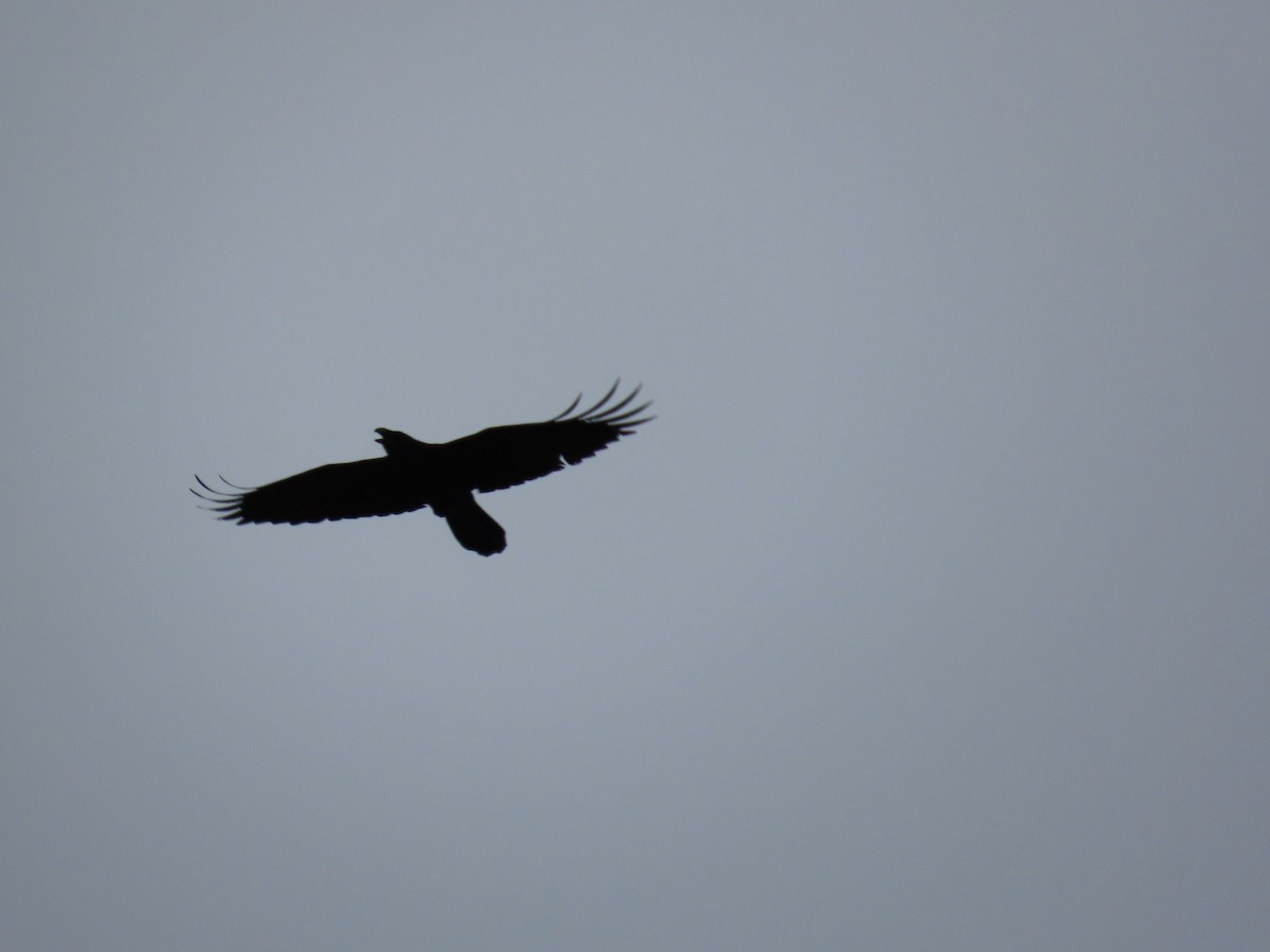 Erroi handia - ML645689007